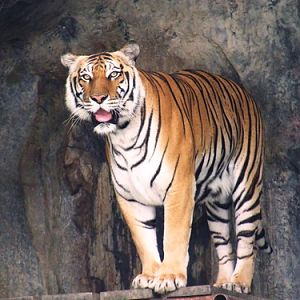 Cat Complex KK-open zoo