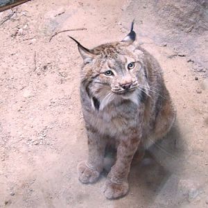 Cat Complex KK-open zoo