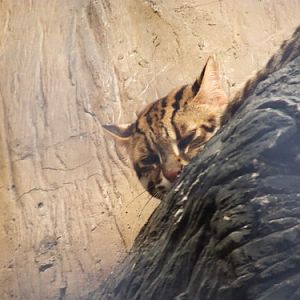 Cat Complex KK-open zoo