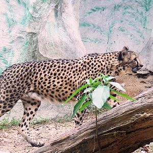 Cat complex KK-open zoo