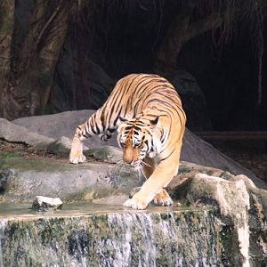 Cat Complex KK-open zoo