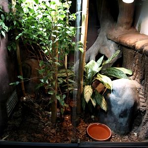 Tropikariet - Asia (cobra exhibit)