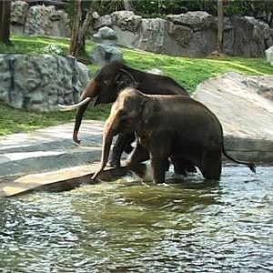 Renovation of Elephant Exhibit at Chiang Mai Zoo