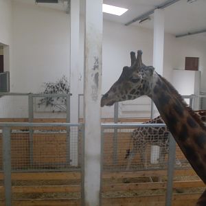 The new giraffe indoor exhibit in the new Africa House