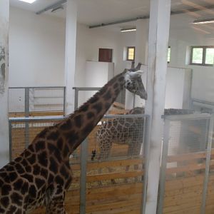 The new giraffe indoor exhibit in the new Africa House