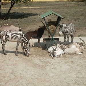 The new Africa mixed exhibit
