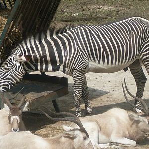 The new Africa mixed exhibit