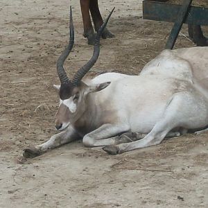 The new Africa mixed exhibit