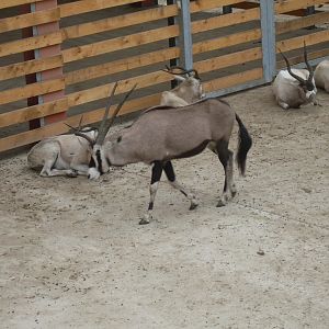 The new Africa mixed exhibit