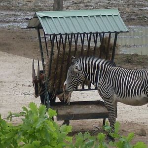 The new Africa mixed exhibit