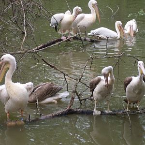 The new Africa mixed exhibit