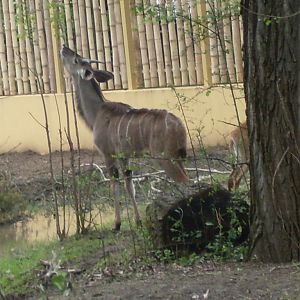 The new Africa mixed exhibit