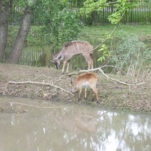 The new Africa mixed exhibit