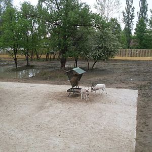 The new Africa mixed exhibit