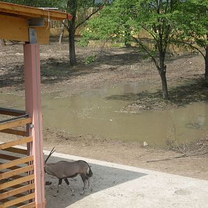 The new Africa mixed exhibit