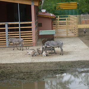 The new Africa mixed exhibit