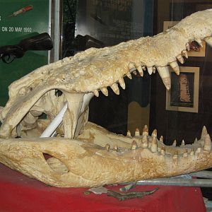 skull of Bujang Senang