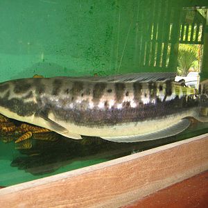 snakehead