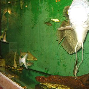 giant gorami, albino Pangasius, and barbs