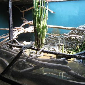 iguana enclosure
