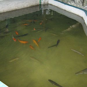fish pond