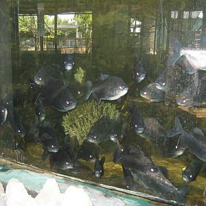 overcrowded pacu tank
