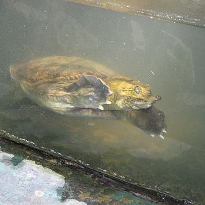 turtle