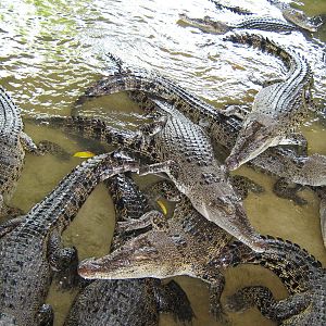 crocodiles