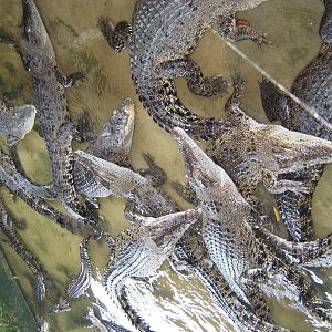 crocodiles