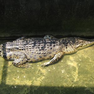 tailless crocodile