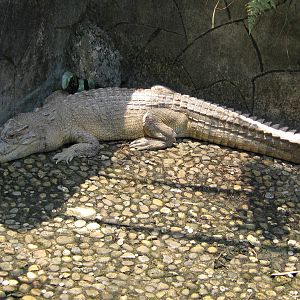 white crocodile