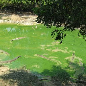 crocodile pool in the breeding part of the zoo