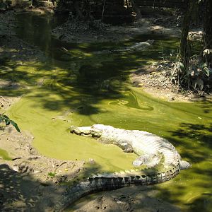 crocodile pool