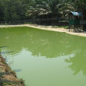 pool for false gharials