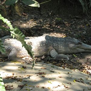 one of the big Tomistoma