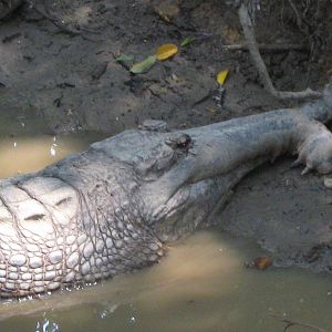 Tomistoma with broken upper jaw