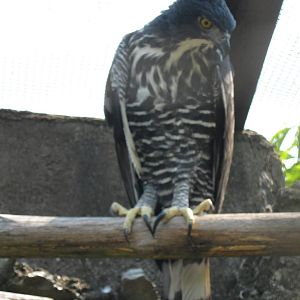 Blyths hawk-eagle (Spizaetus alboniger)