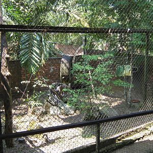 binturong cage