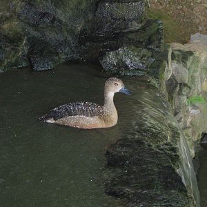 lesser whistling duck (Dendrocygna javanica)