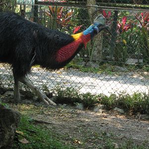 single-wattled cassowary (Casuarius unappendiculatus)
