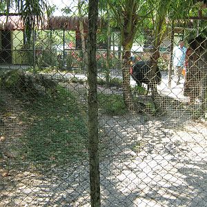 one end of the cassowary enclosure