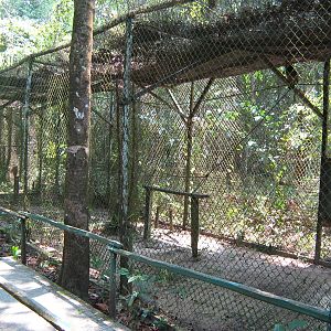 aviary for buffy fish owls (Ketupa ketupu)