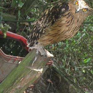buffy fish owl (Ketupa ketupu)
