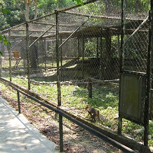pig-tailed macaque cage