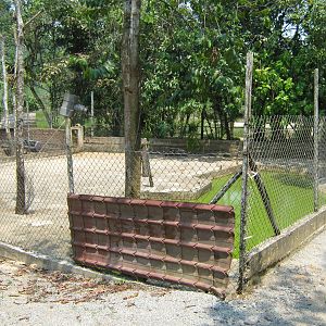enclosure for bearded pig (Sus barbatus)