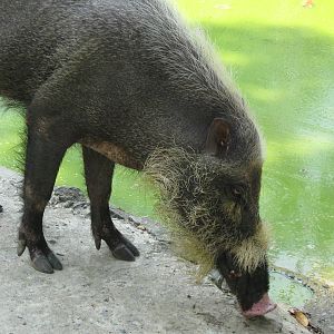bearded pig (Sus barbatus)