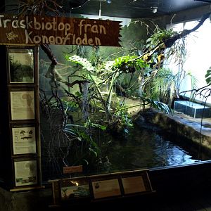 Tropikariet - Africa (Congo River)