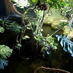 Tropikariet - Africa (Congo River)