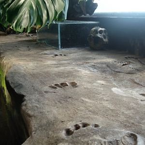 Tropikariet - Africa (Congo River)