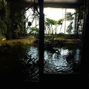 Tropikariet - Africa (Congo River)